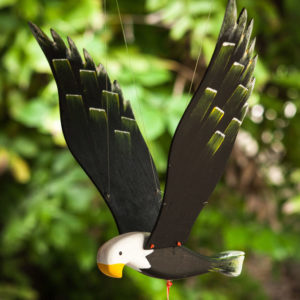 aguila pequeña plumas