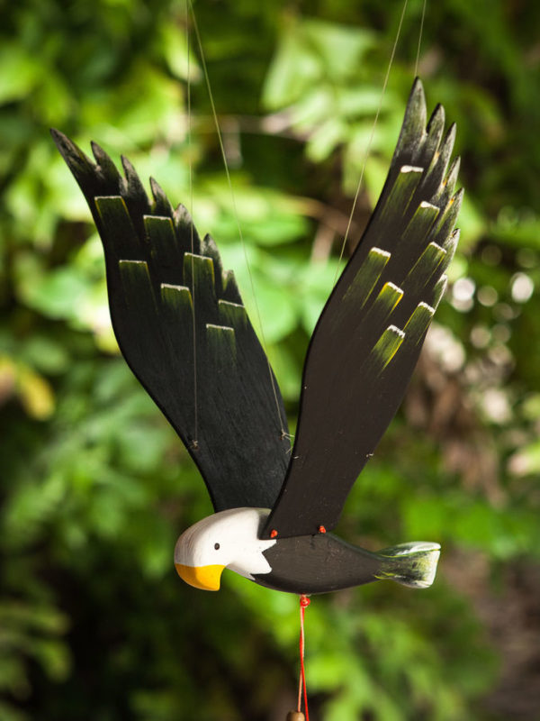 aguila pequeña plumas